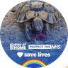 Tortoise eating on gravel with text overlay stay at home protect the NHS save lives